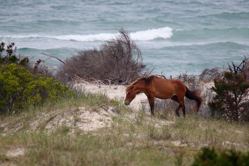 Wild horse at Shackleford Banks