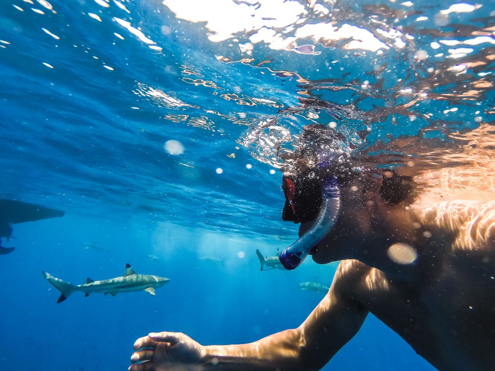 Shark Snorkeling in Bora bora
