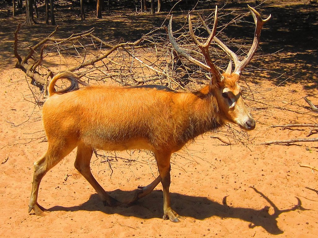 Deer at Sharkarosa Wildlife Ranch