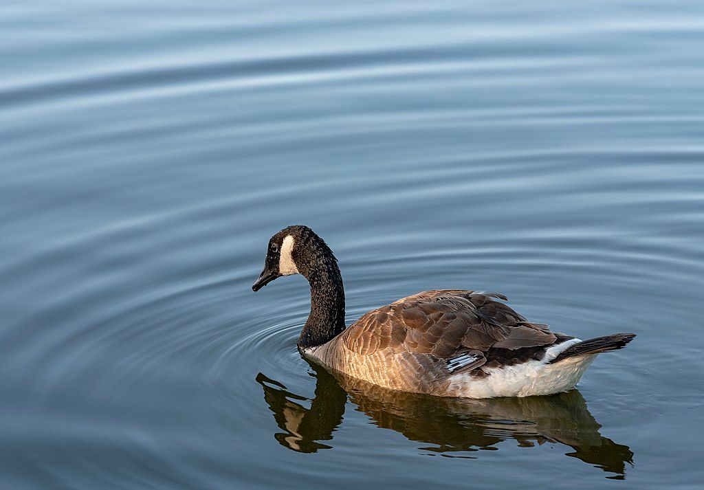 Canada Goose at Sharon Woods in Westerville, Ohio