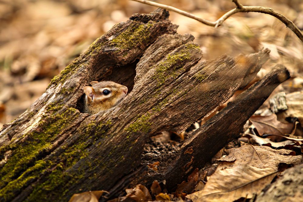 Chipmunk sneaking out of a log at Shaw Nature Reserve