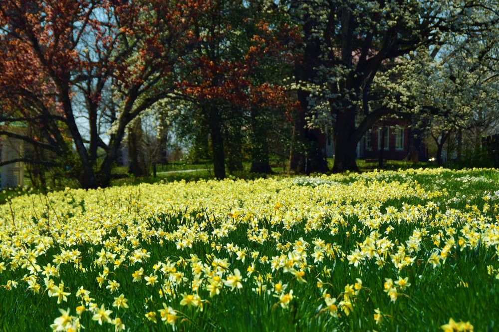 Beautiful yellow daffodils at Shaw Nature Reserve