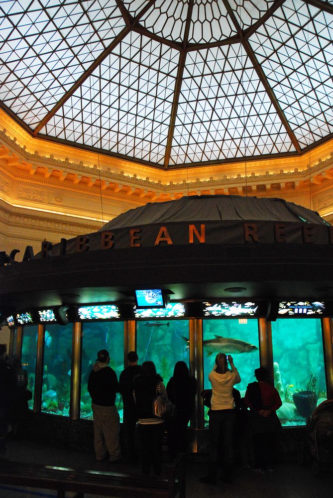 Visitors watching the fish at Shedd Aquarium