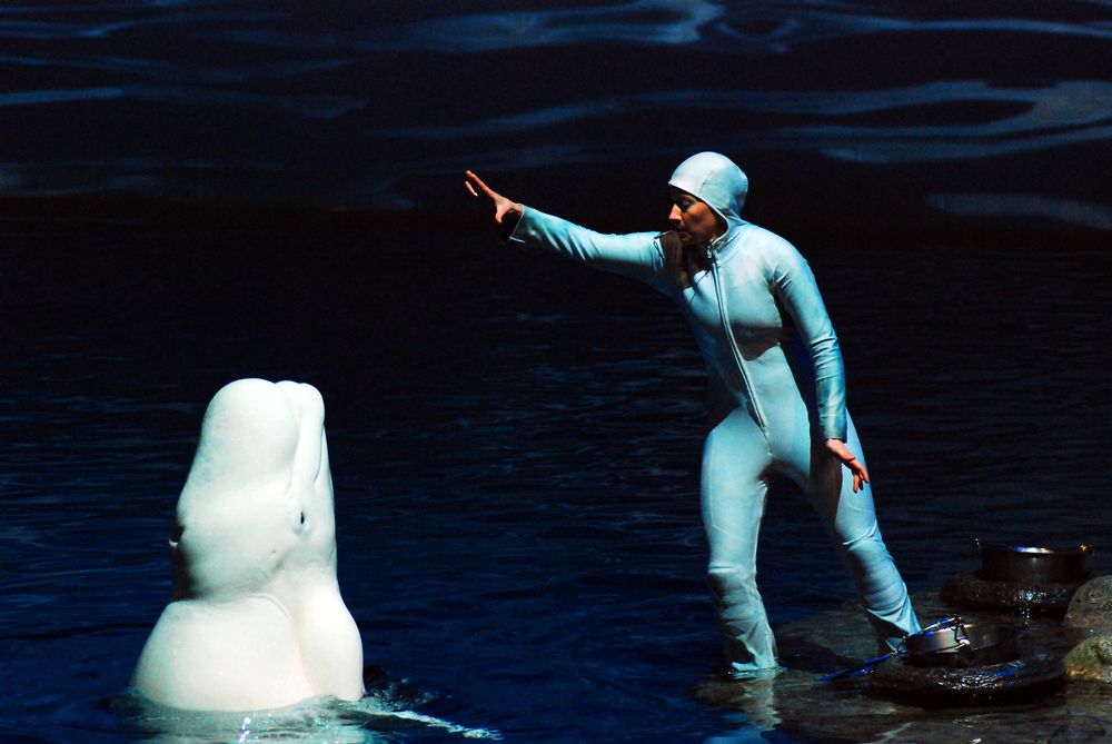 A worker training a whale at Shedd Aquarium