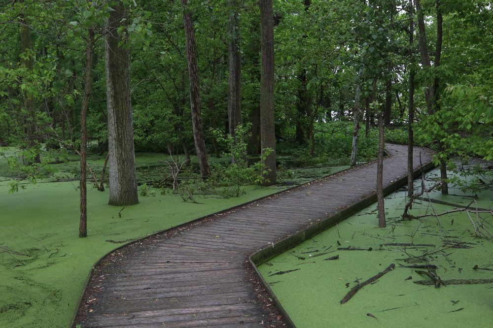 Sheldon Marsh State Nature Preserve walkway