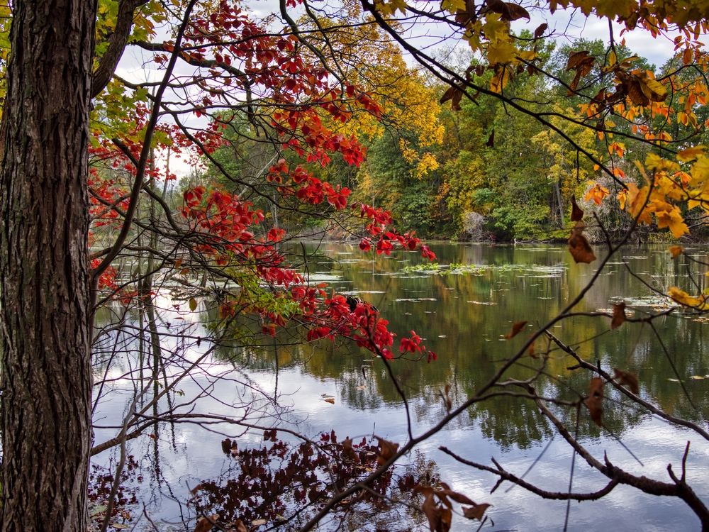 water and trees at Sheldon Marsh State Nature Preserve