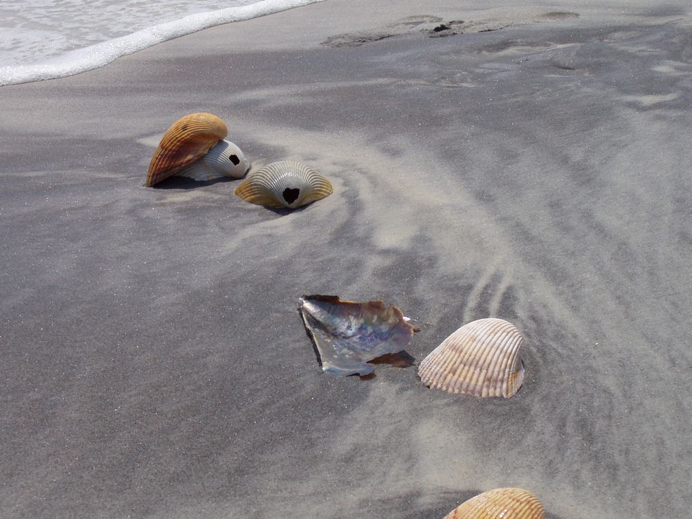 Sea shells at Ship Island