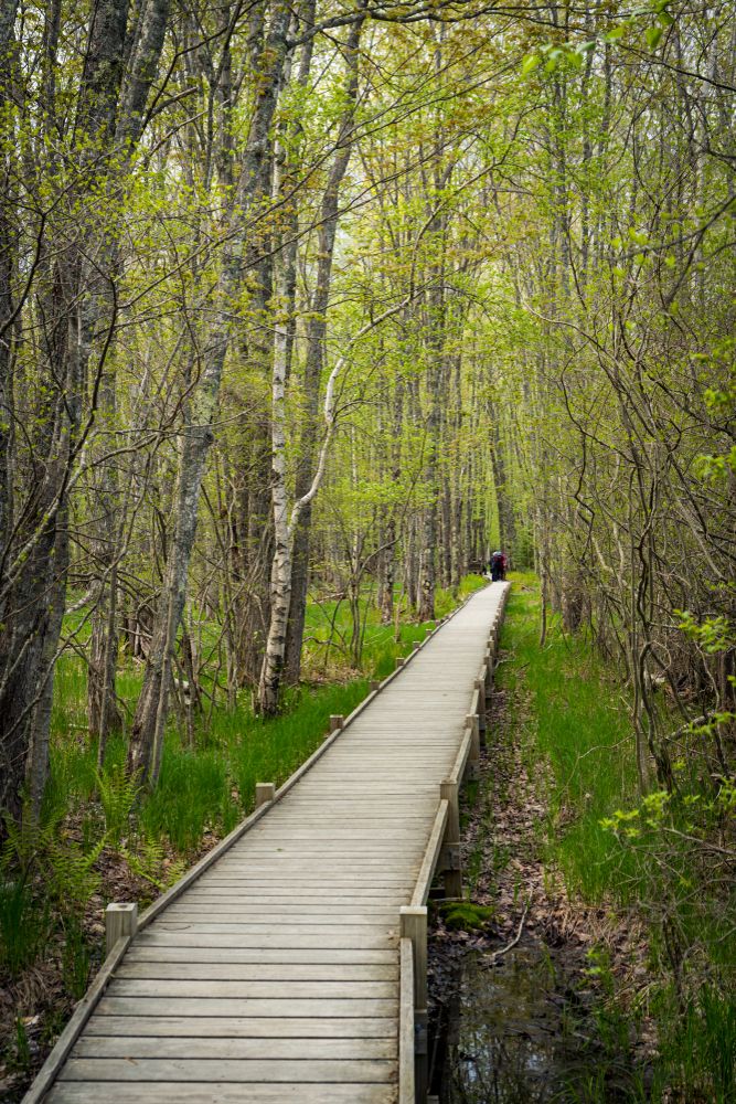 Boardwalk at Sieur de Monts Springs
