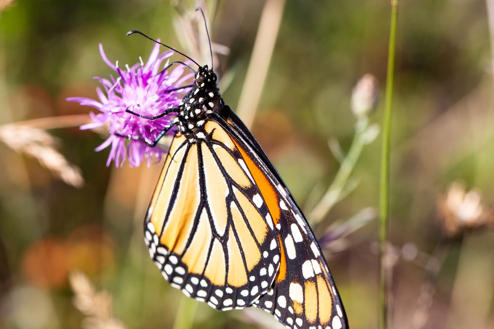 Beautiful orange butterfly collecting nectar from Silver Lake State Park