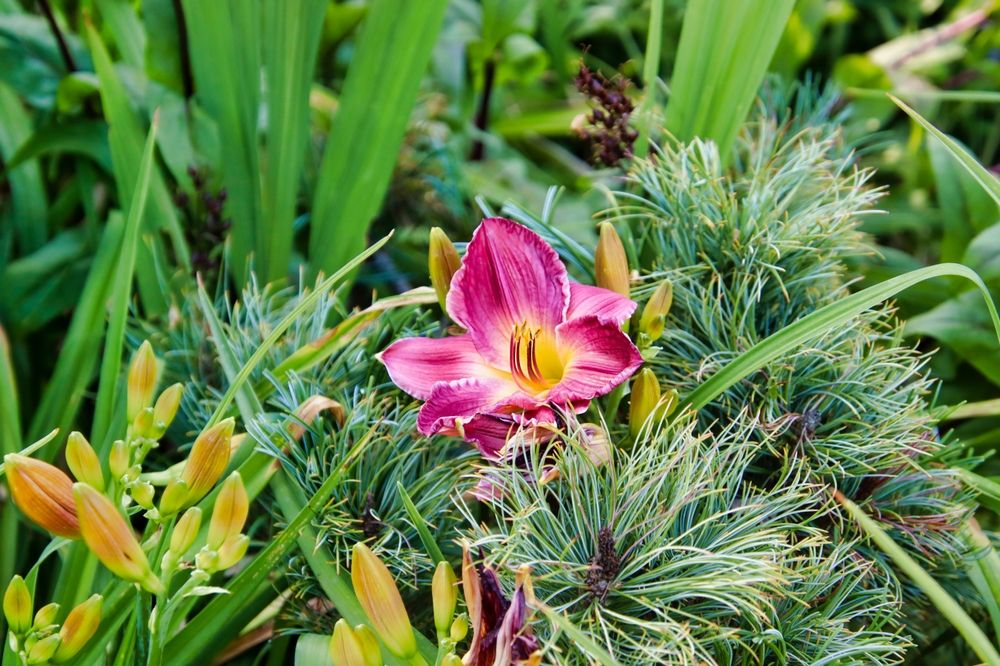 Beautiful pinnk colored flower at Simpson Garden