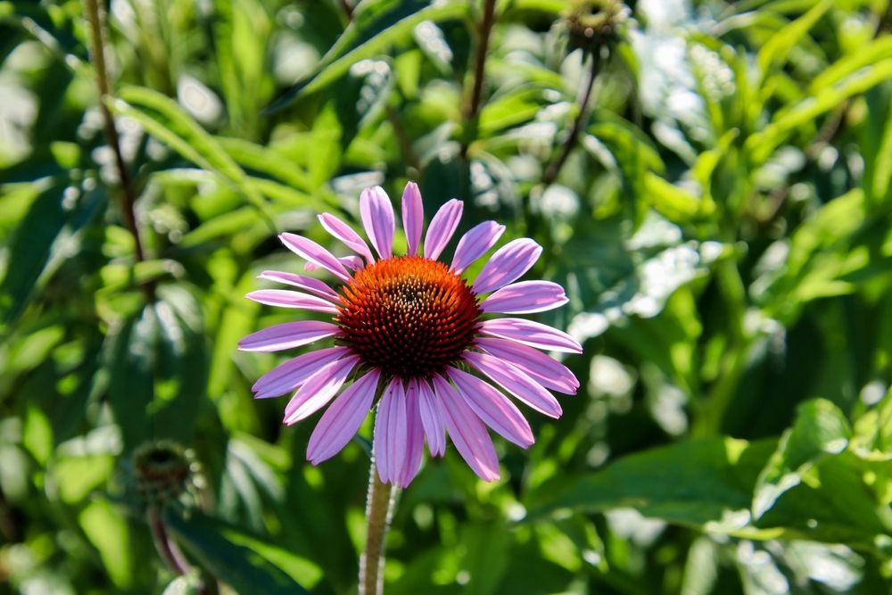 Pretty Purple flower at Simpson Garden