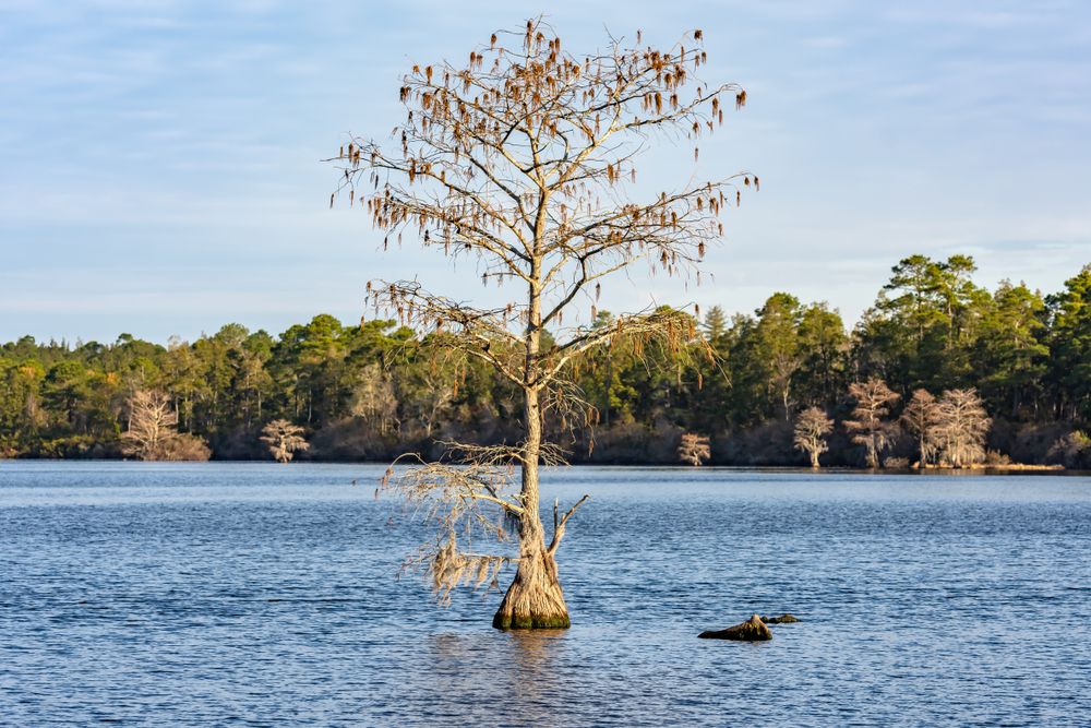 Singletary Lake State Park