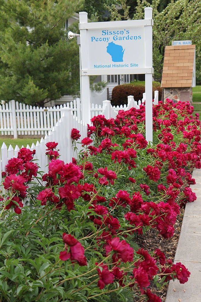 Beautiful red roses at Sisson's Peony Gardens