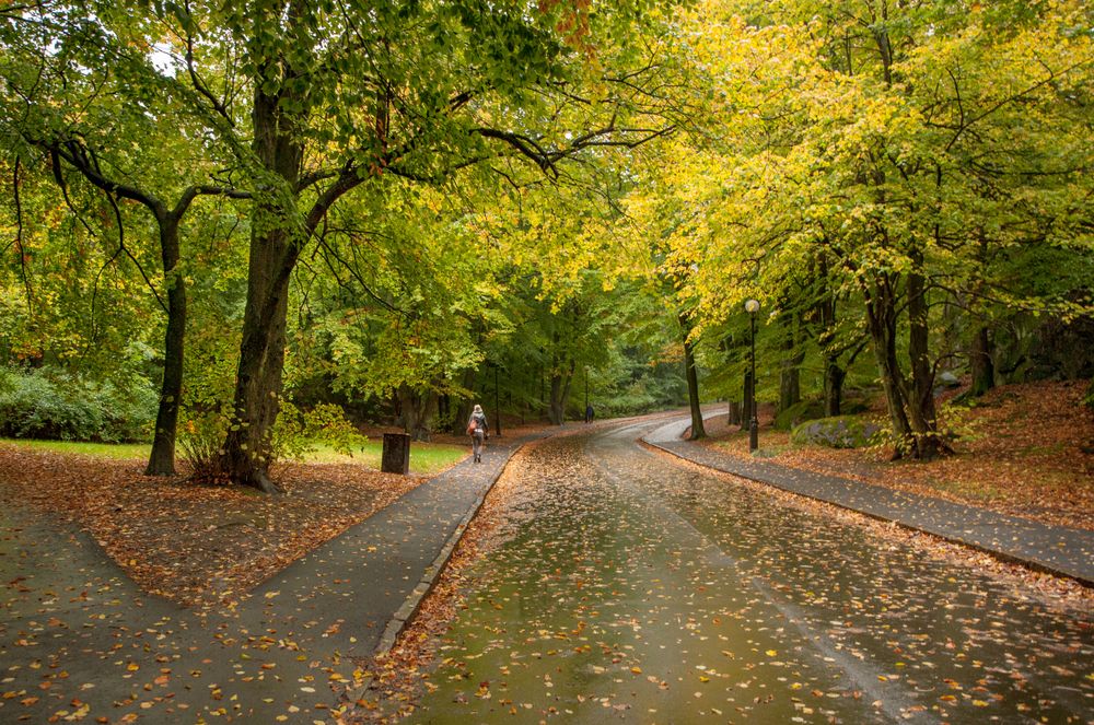 Foliage along Slottsskogen