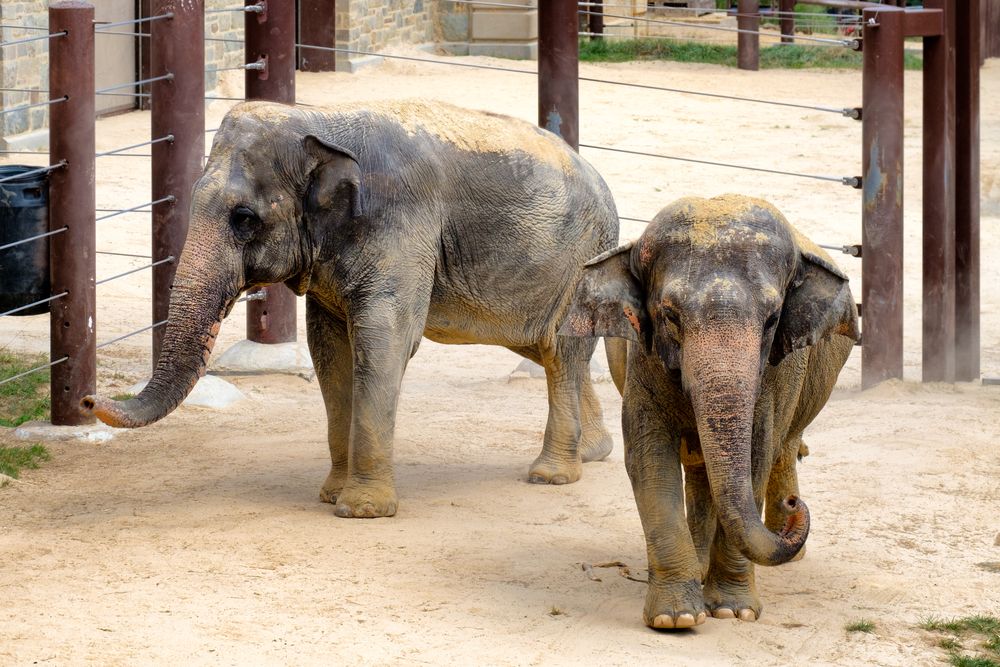 Elephants at Smithsonian National Zoological Park