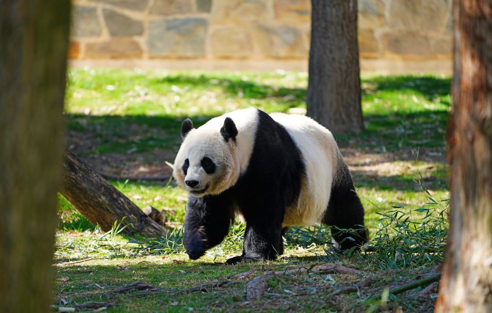 Playful Panda at Smithsonian National Zoological Park