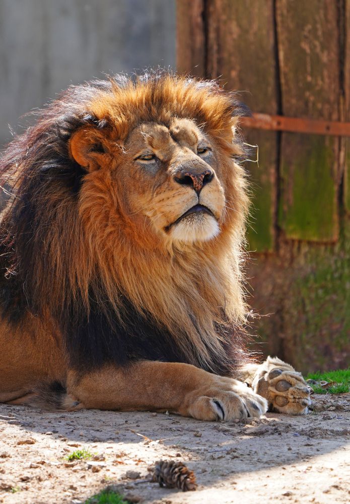 Majestic lion at Smithsonian National Zoological Park