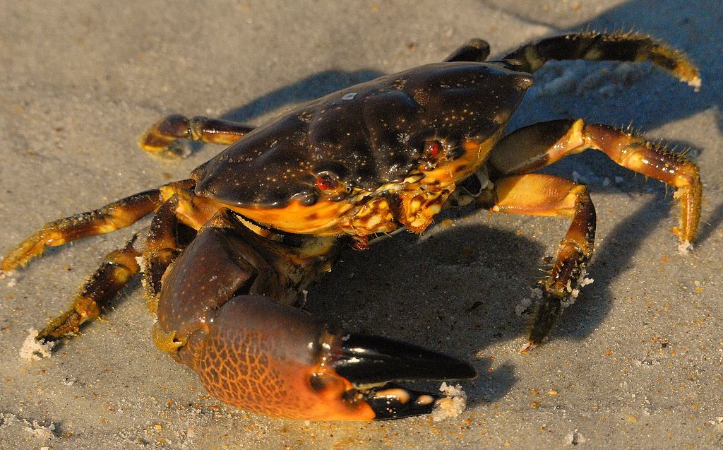 Crab at the Smyrna Dunes Park