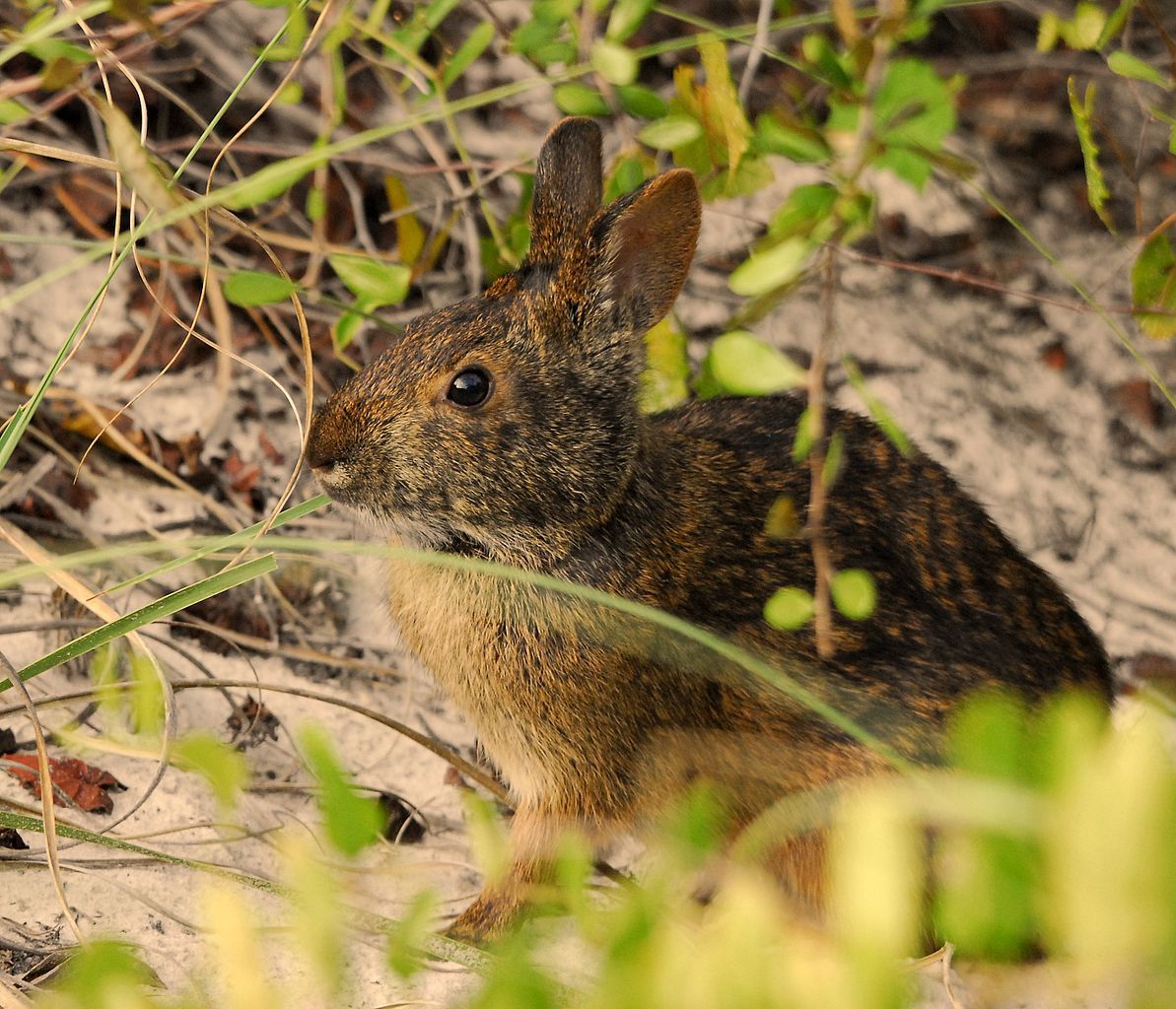 Rabbit searching for its prey at Smyrna Dunes Park