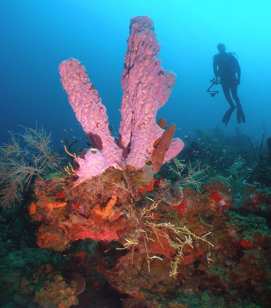 Snorkeling in St. Croix
