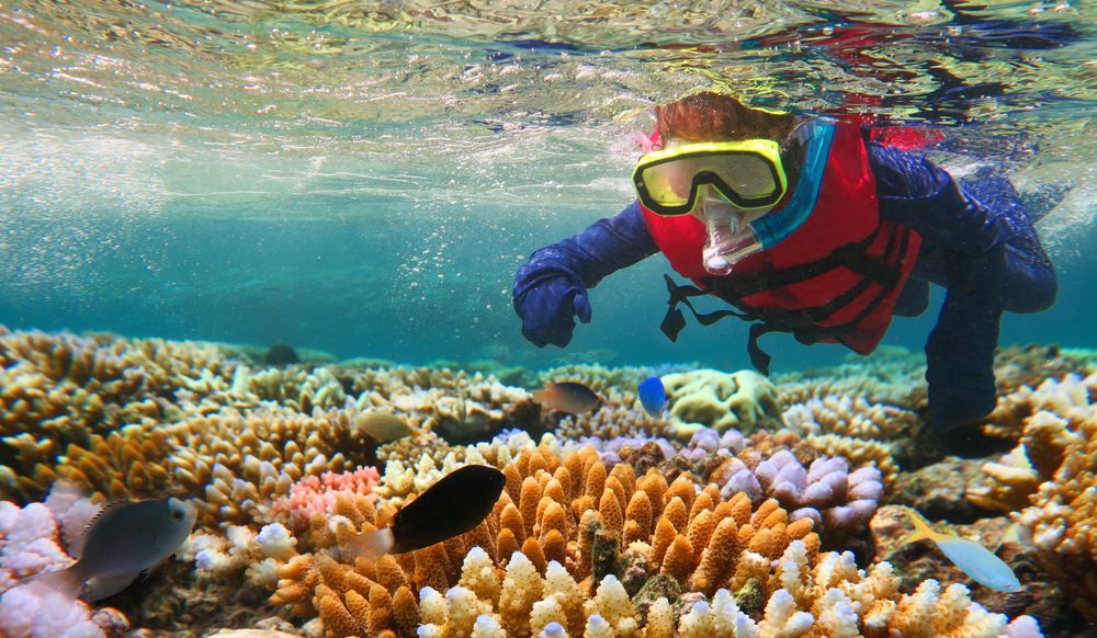Snorkeling in The great Barrier Reef