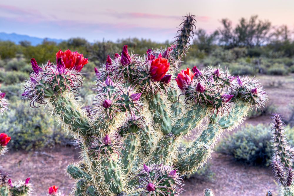 Flora at Sonoran Desert