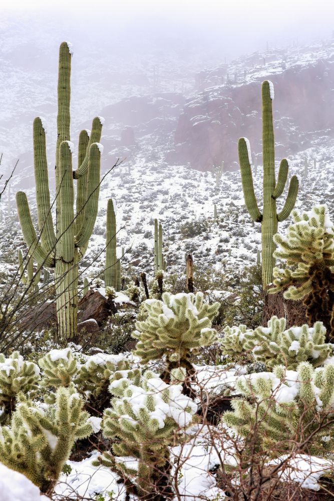 Sonoran Desert during snow