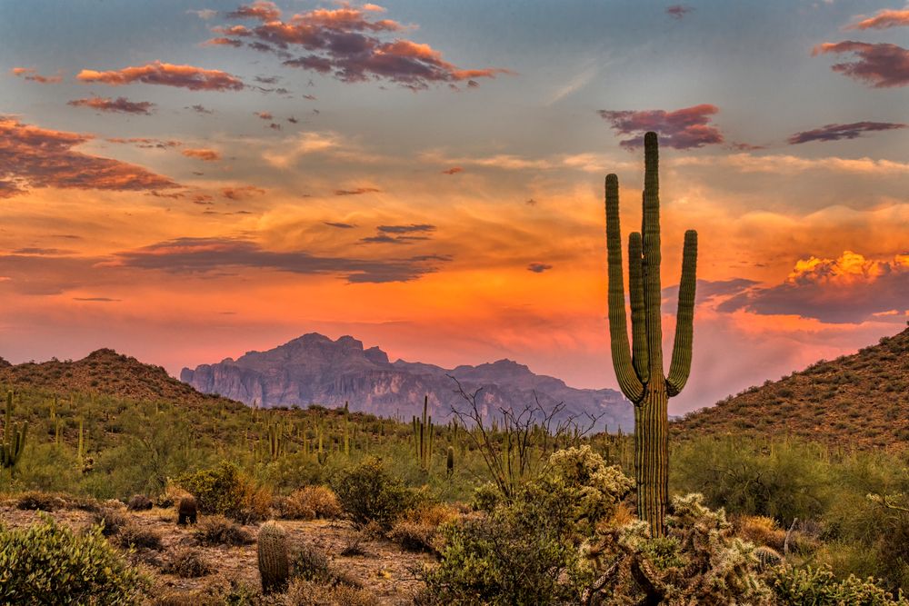 Sonoran Desert during sunset