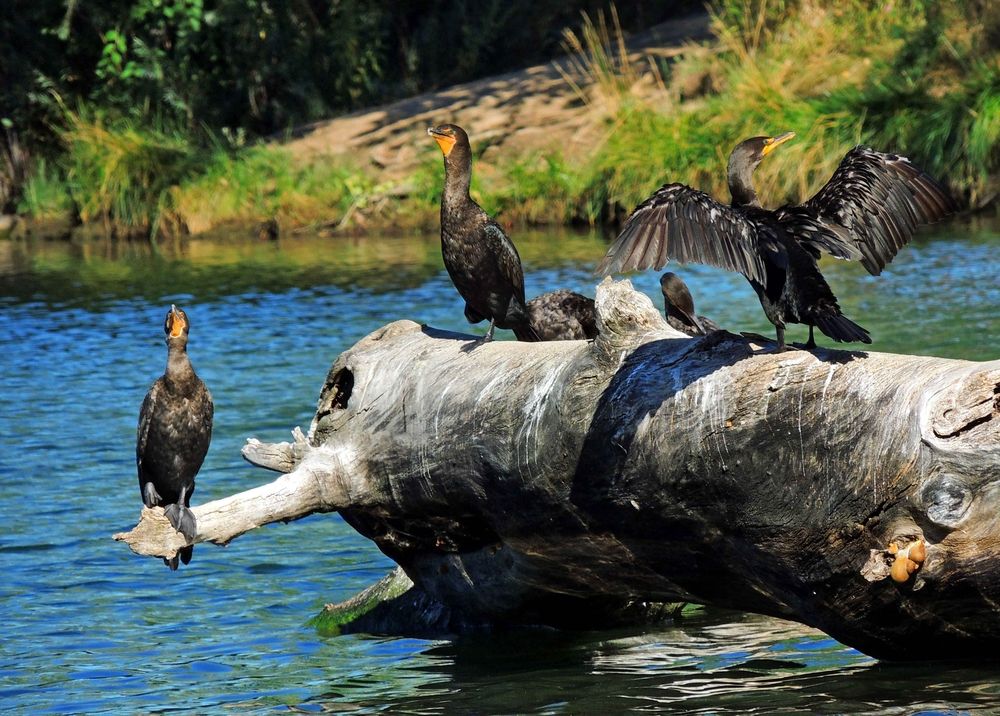 Birds resting on a bark at South Platte Park and Carson Nature Center