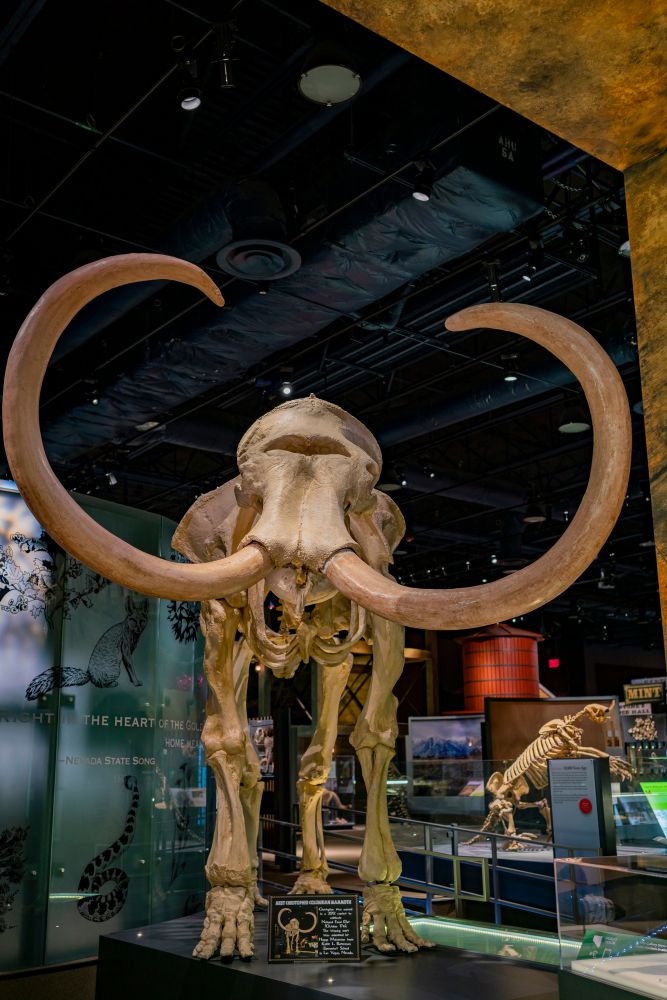 Skeleton of a mammoth at Springs Preserve