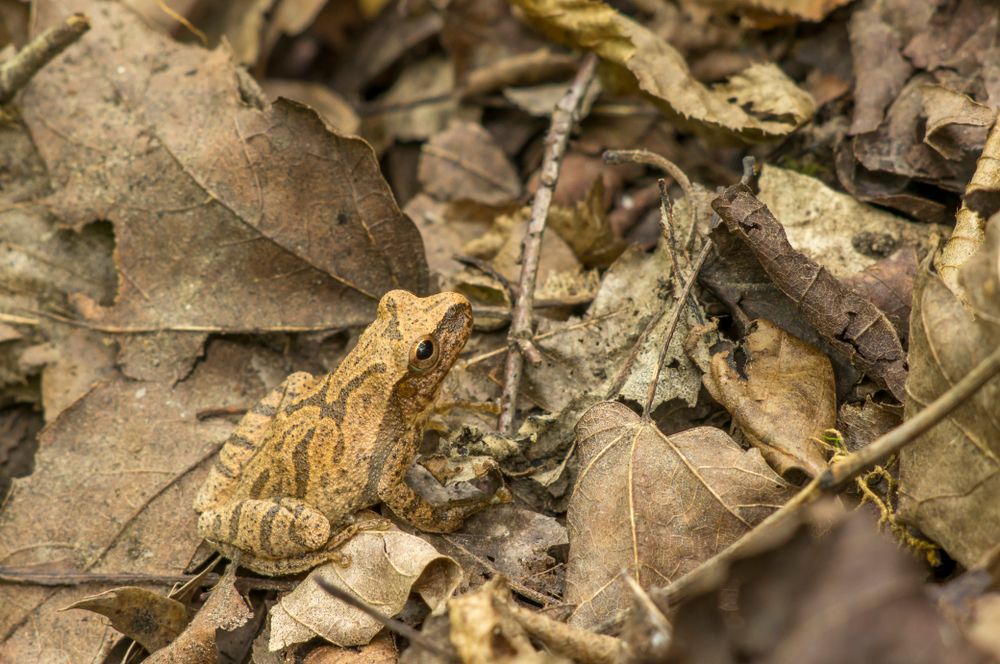 A brown frog merged with the dry leaves at St. Francois State Park
