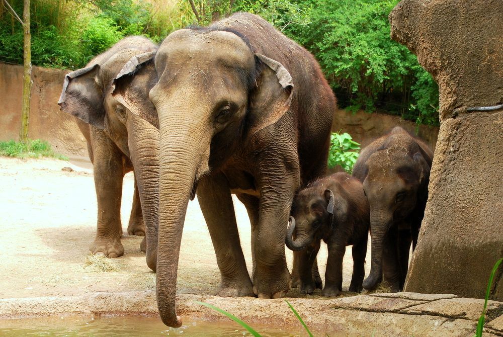 Elephants at St. Louis Zoo