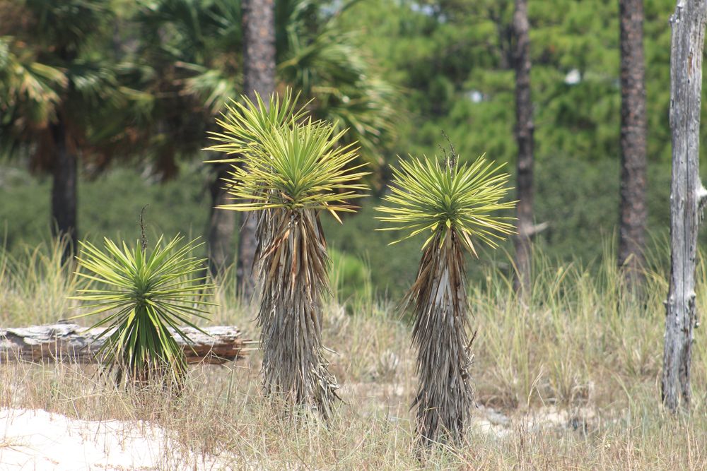 Plants at St. Vincent Island
