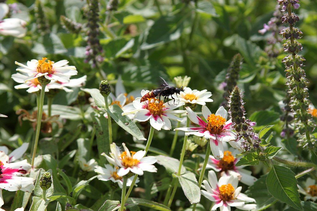 A bee collecting nector from a beautiful white flower in State Botanical Garden of Georgia