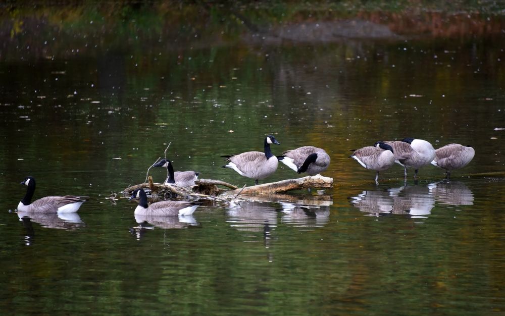Geese at Steele Creek Park