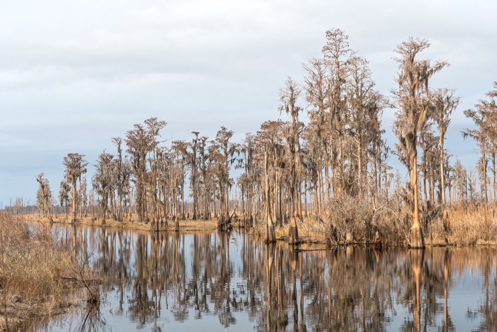 Cypress grove at Stephen C. Foster State Park