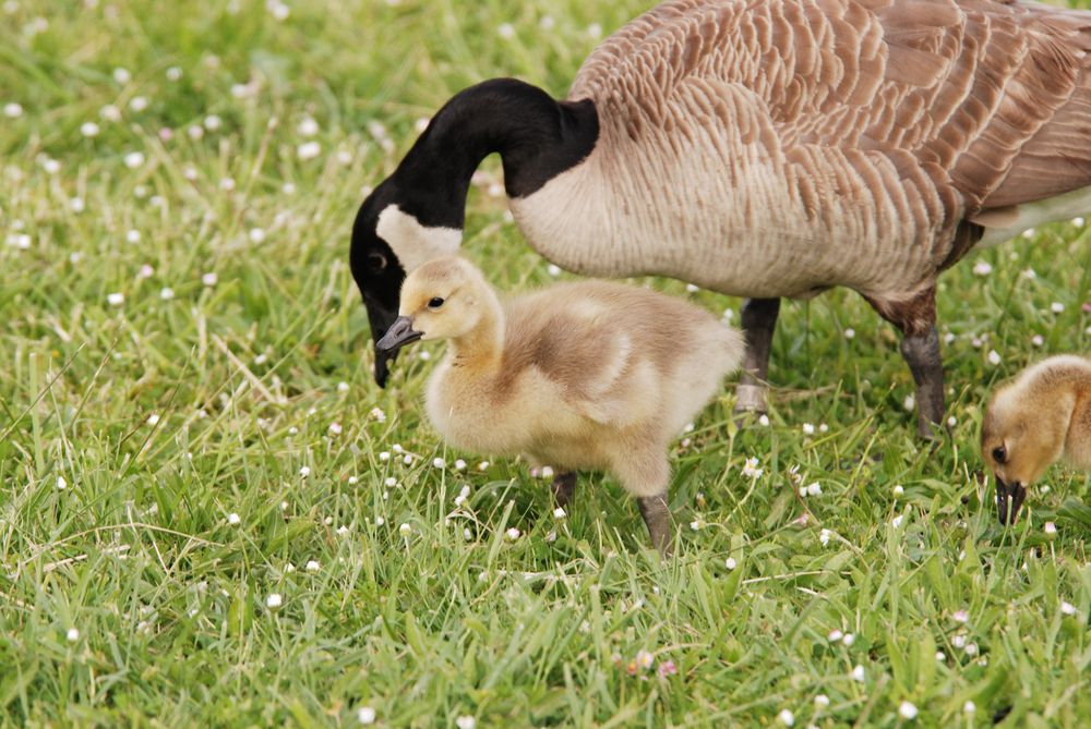 Canada Geese and Goslings at Stewart Park