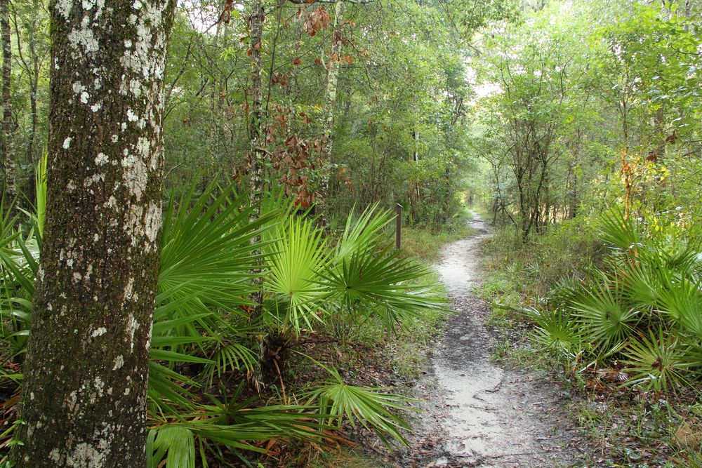 Nature trail at Suwannee River Wilderness State Trail