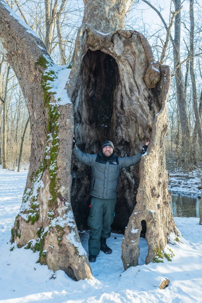 A man posing inside a huge trunk of a tree at Sweet Arrow Reserve