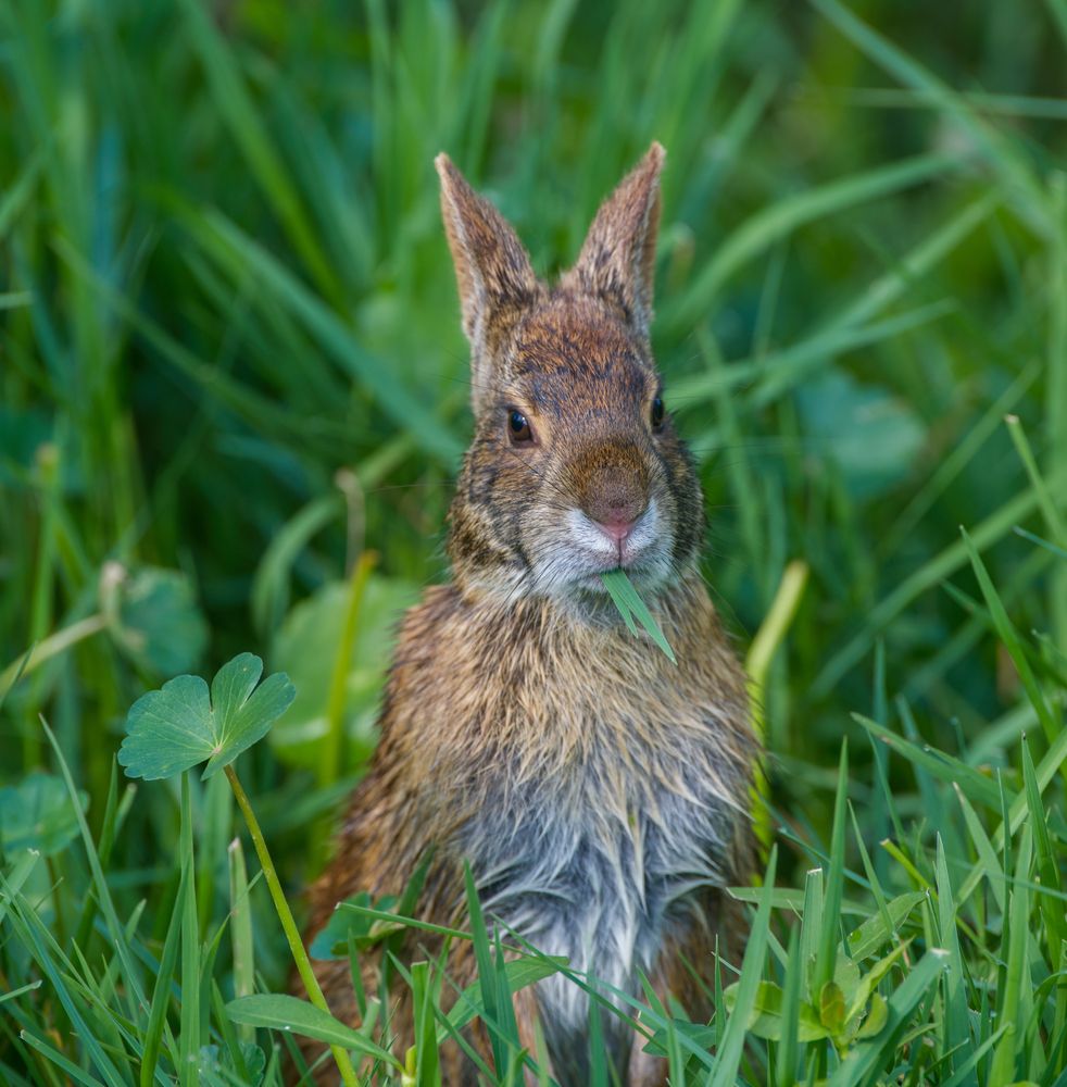 Cute little bunny munching on the fresh grasses at Sweetwater Wetlands Park