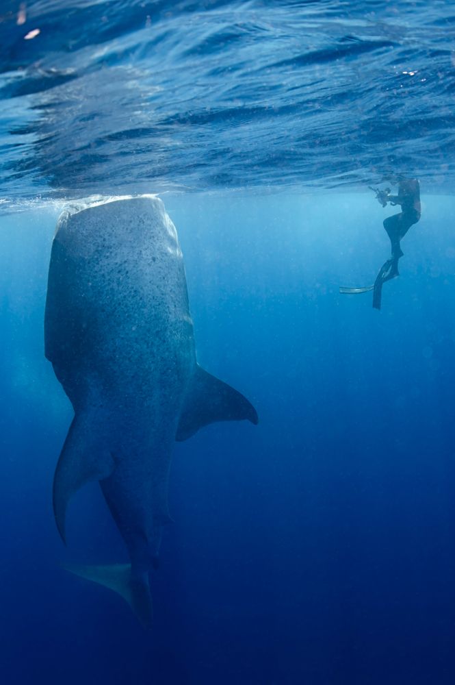 Swimming with Whale Sharks