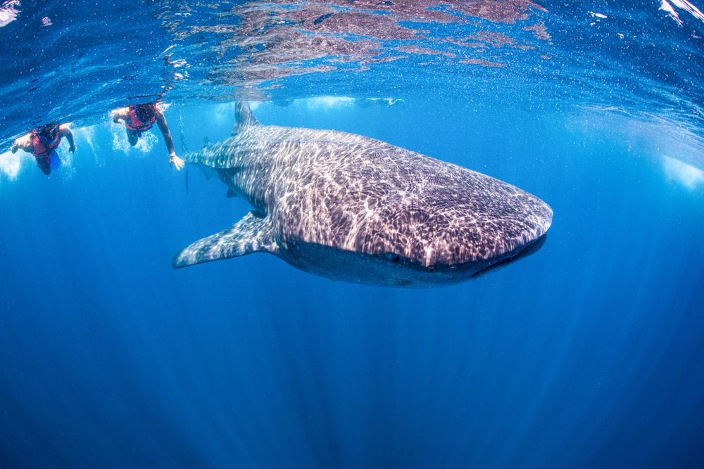 Swimming with Whale Sharks