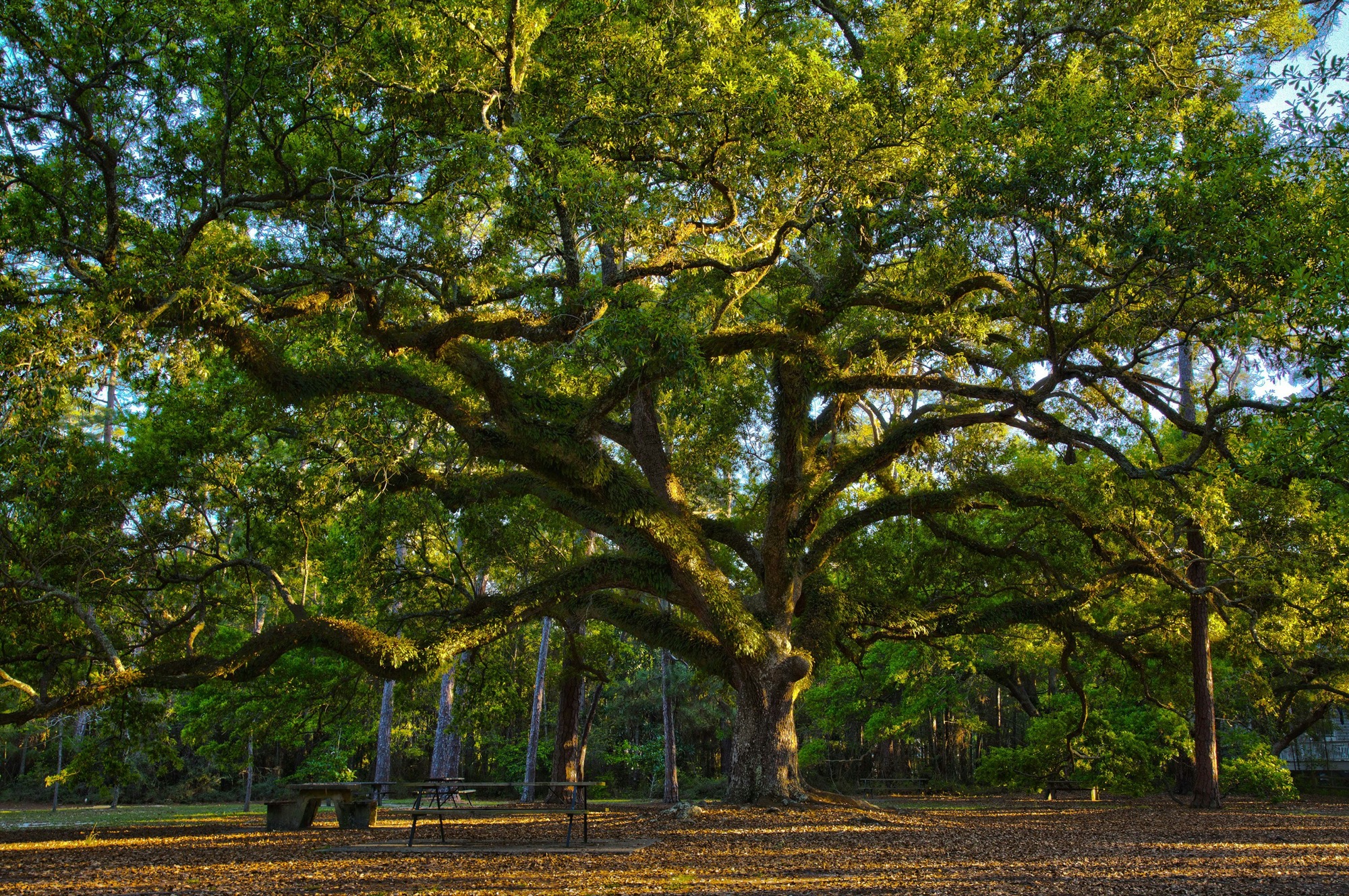 25 Incredible Photos of Hilton Head Island, SC