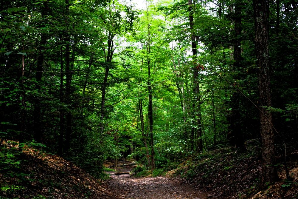Nature trail at Talcott Mountain State Park