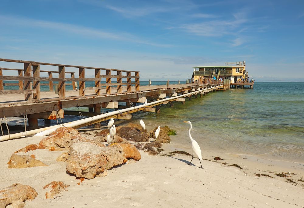 Birds near the pier at Tampa Bay