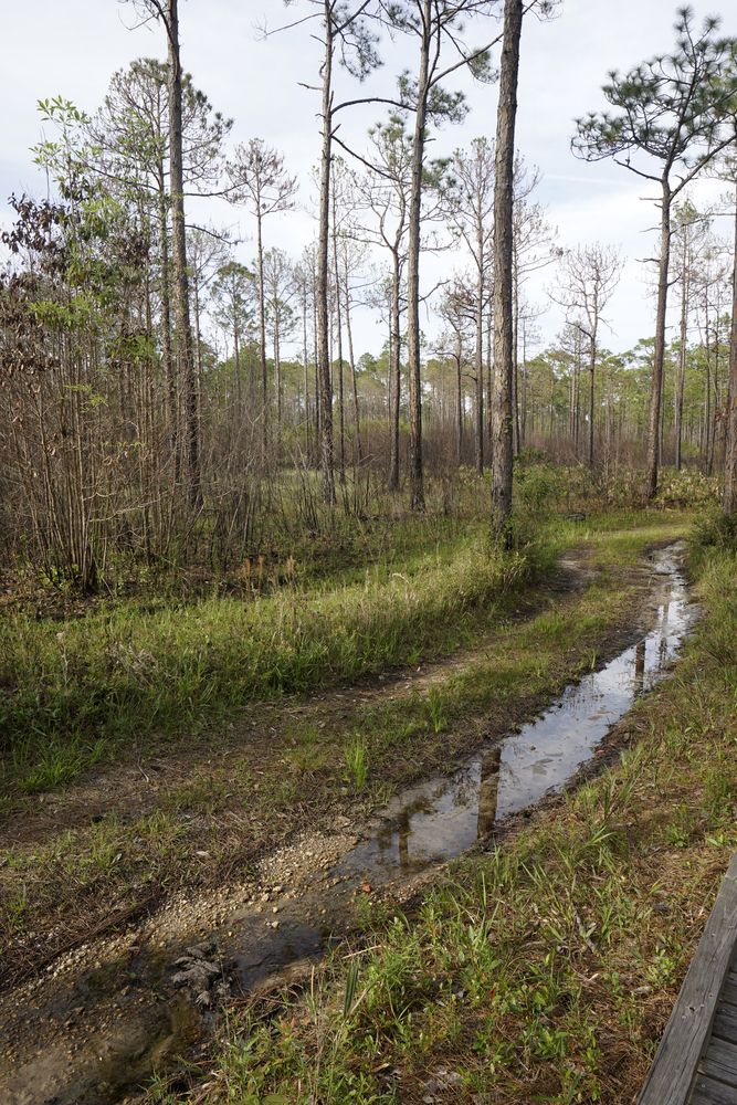 Tarkiln Bayou Preserve