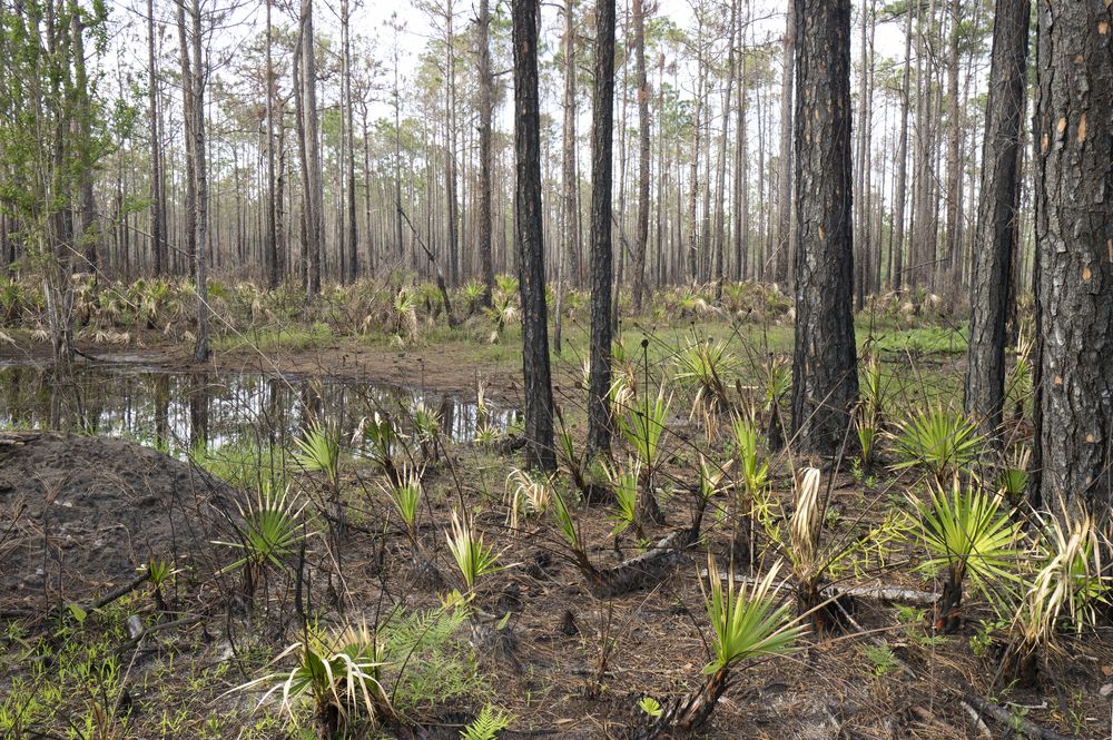 Tarkiln Bayou Preserve