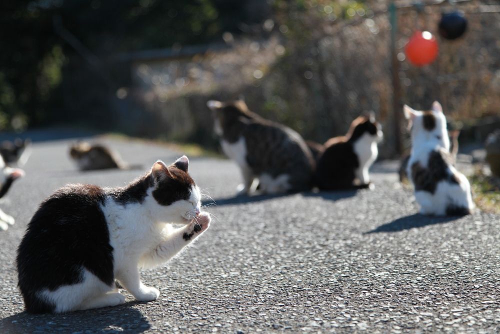 Tashirojima Cat Island