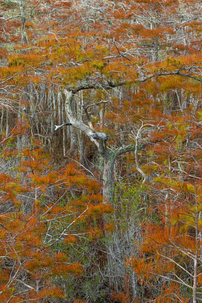 Fall trees at Tate’s Hell State Forest