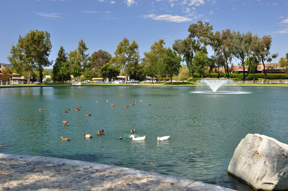 Ducks swimming in Temecula Duck Pond